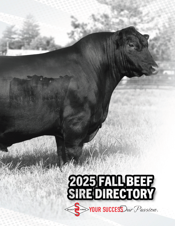 cover-beef