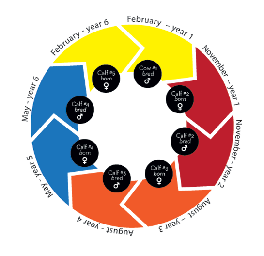 SelectaGEN inbreeding dairy program how it works