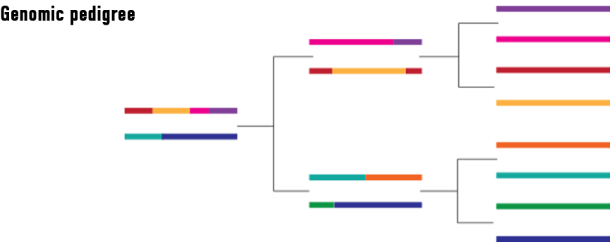 SelectaGEN inbreeding dairy program genomics